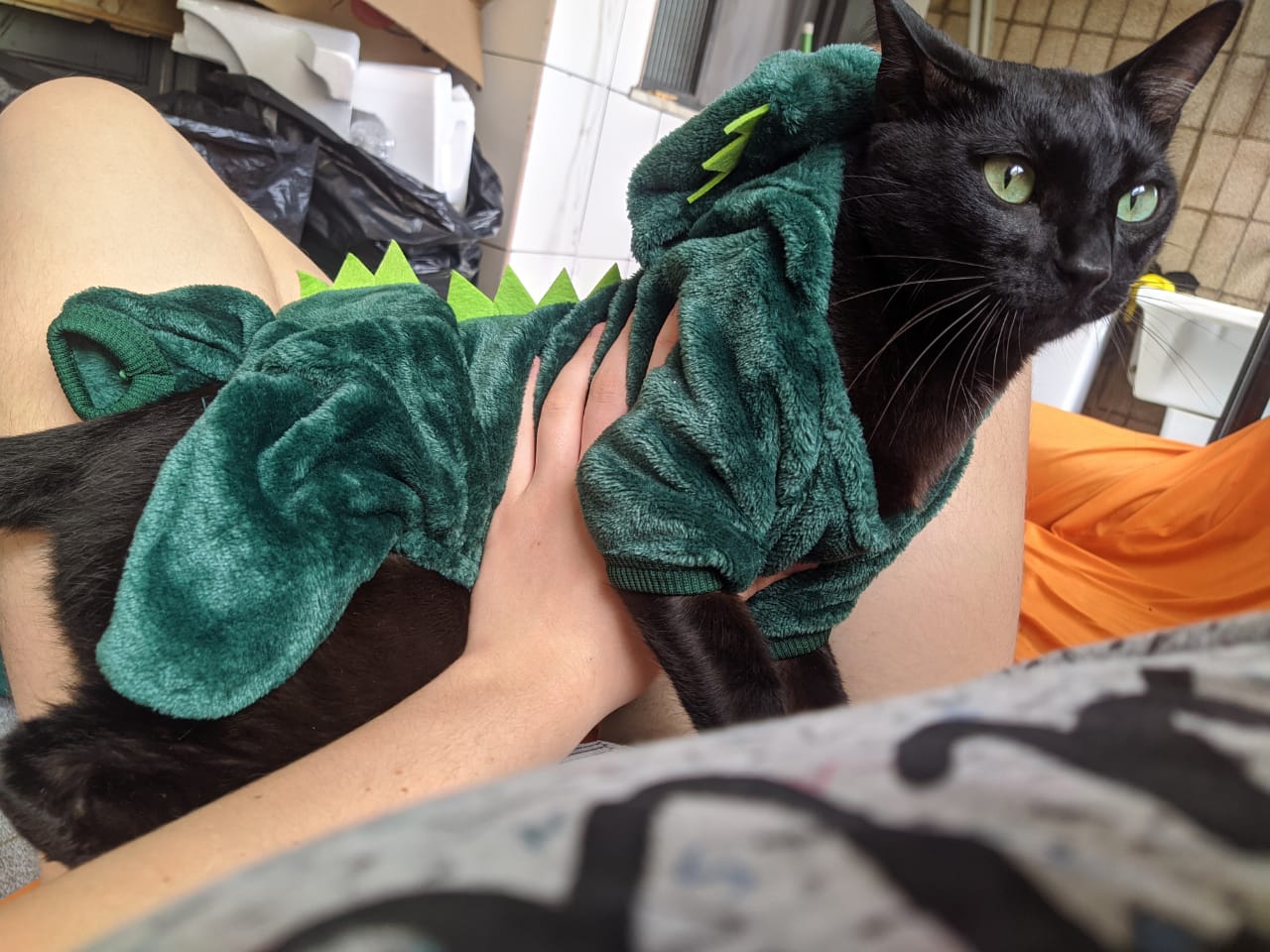 gato de roupa de dinossauro