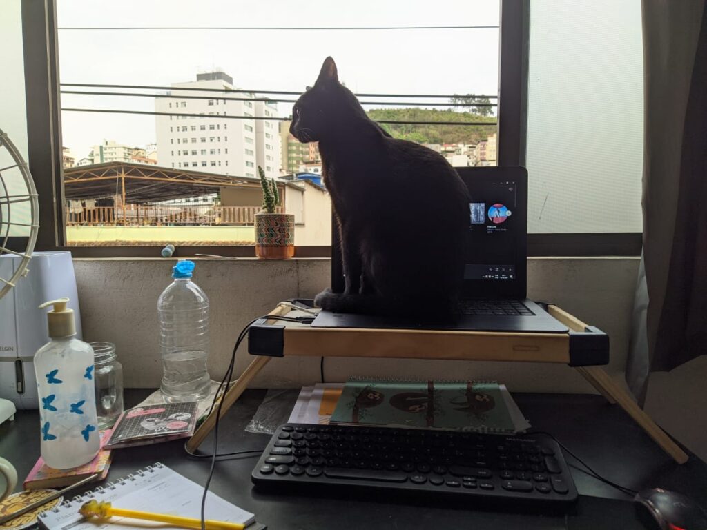 novo normal, gato sobre tela